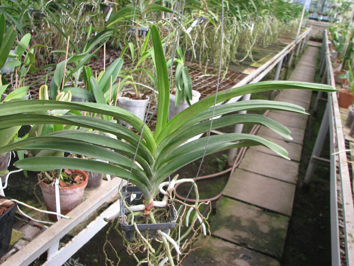 Vanda Patcharee Delight Red Spot.jpg