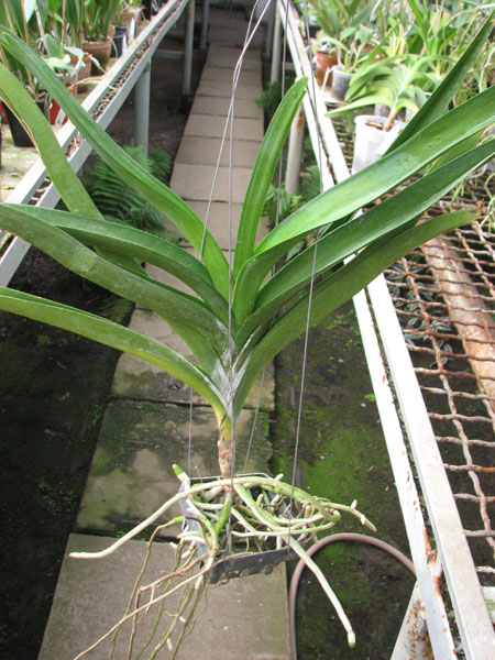 Vanda Darres Golden Heritage x Rasri Gold.jpg