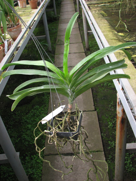 Vanda Charles Good fellow x Ascocenda Doungchai Pusawat.jpg