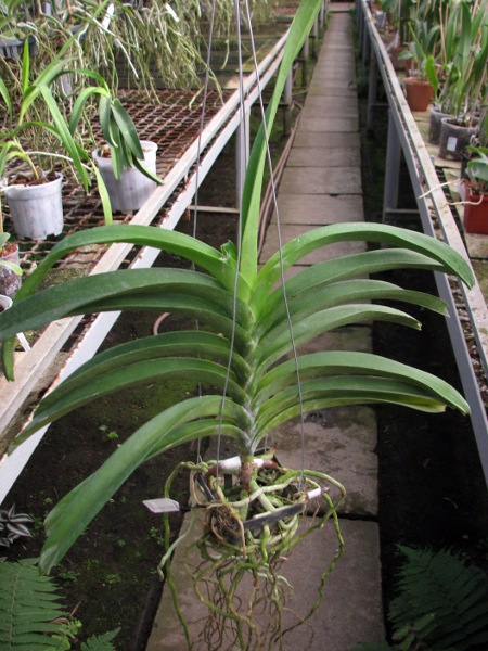 Renanthera philippinensis x Vanda Doctor Anek.JPG