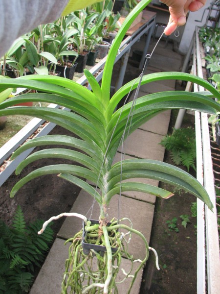 Vanda Rasri Gold x Vanda Doctor Anek.JPG