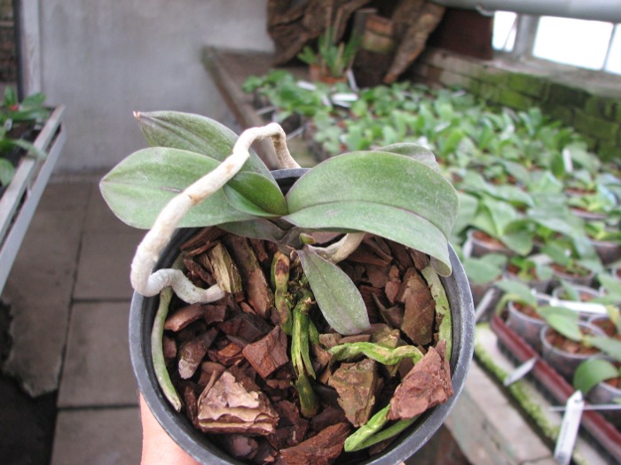 Asconopsis Jiaho's Orange 'Little Sweet Orange'.JPG