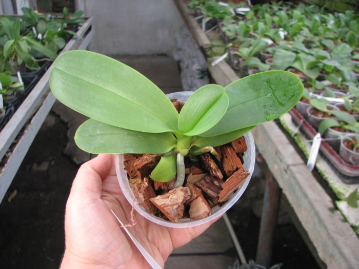 Phalaenopsis Yui-Pin Fire Work 'Big Lip'.JPG