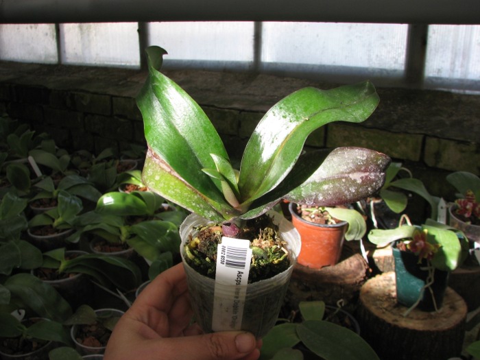 Asconopsis Irene Dobkin 'Orange'.JPG