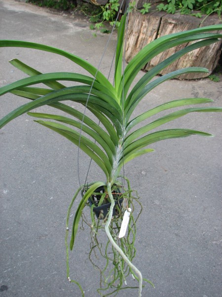 Vanda Fuchs Delight 'Blue Black'.JPG