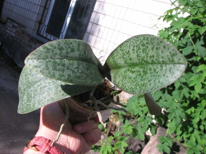 Phalaenopsis philippinensis x stuartiana var yellow.JPG