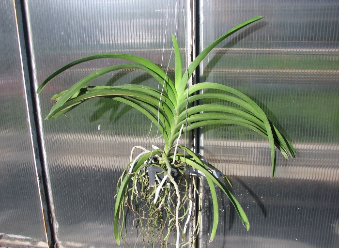 Ascocenda Kulwadee Black.JPG