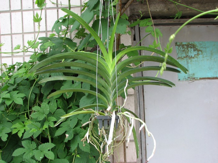 Vanda Pure's Wax Purplish Red.JPG