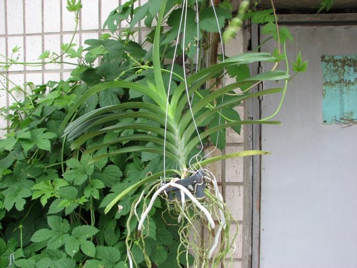 Vanda Patcharee Delight 'Red Spot'.JPG