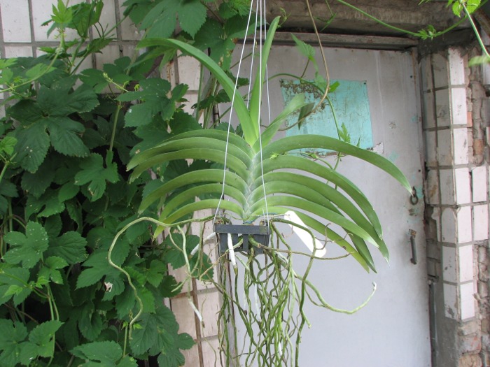 Vanda Taweewan x Pornpimol.JPG