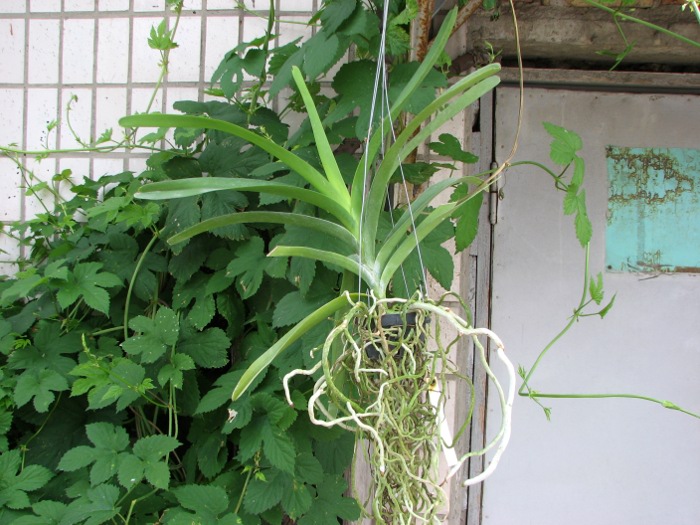 Vanda Nancy Brown 'J-yai'.JPG