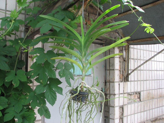 Vanda Pures Wax Patchara.JPG