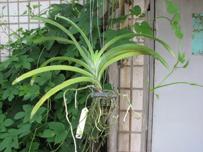 Vanda Robert Delight 'Pink Diamond'.JPG