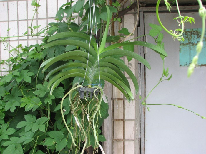 Vanda Manuvadee x Vanda Dr. Anek.JPG