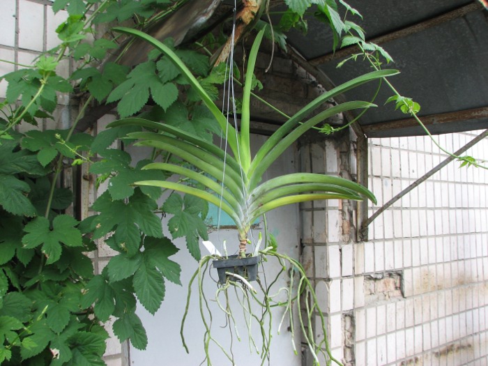Vanda Kultana Gold x Ascocenda Kultana White Will.JPG