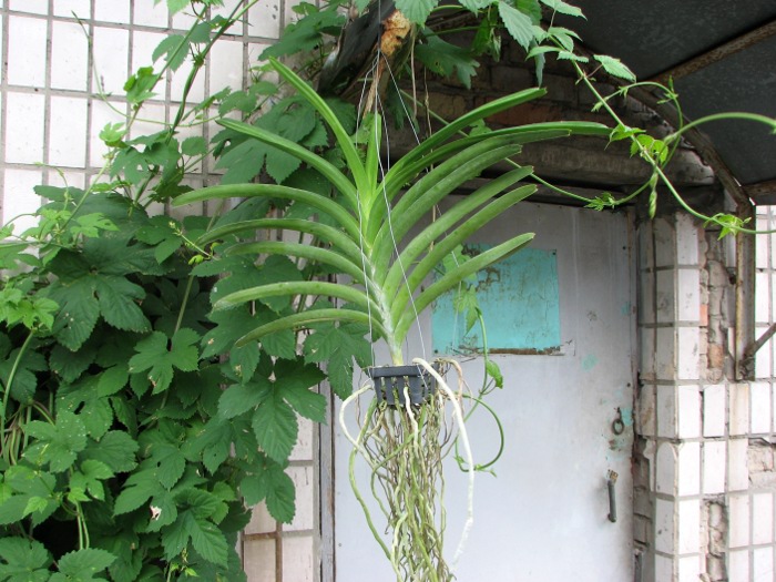 Vanda Kasem's Delight x Vanda Doctor Anek.JPG