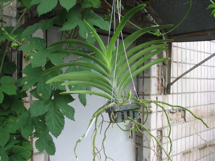 Vanda Srakaew - Vanda Bitz's Heartthrob x Vanda Sankamphaeng - Chao Phraya Sapphire.JPG