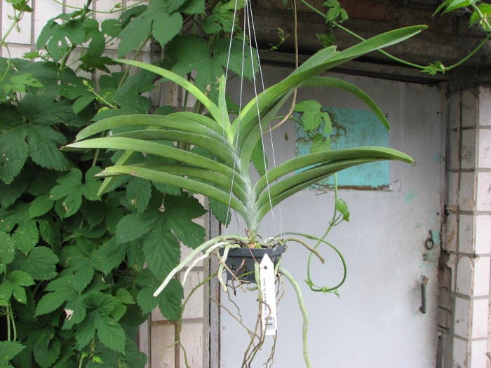 Vanda Similan x Vanda Dr. Anek.JPG