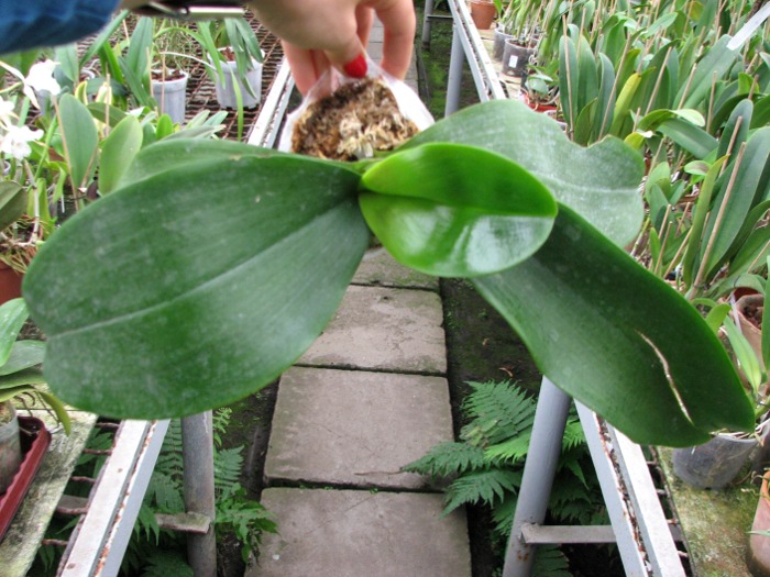 Phalaenopsis Haur Jih Princess 'Python'.JPG