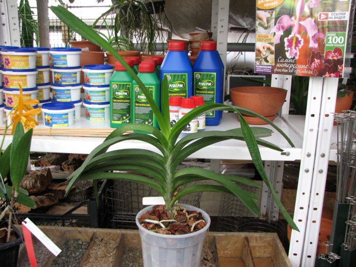 Ascocenda Kulwadee Fragrance.JPG