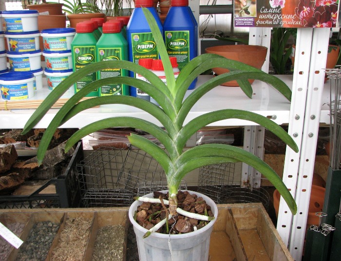 Vanda sanderiana x Vanda Catherine McCartney.JPG