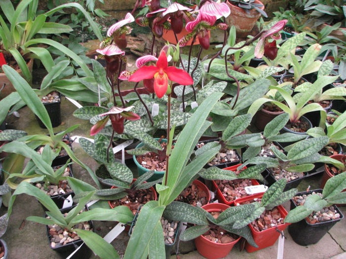 Phragmipedium Inca Fire (Andean Fire X besseae).JPG