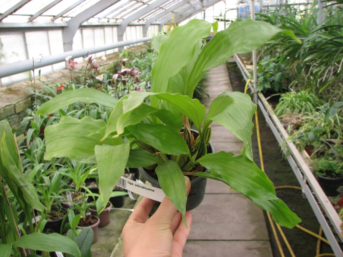 Gongora odoratissima.JPG