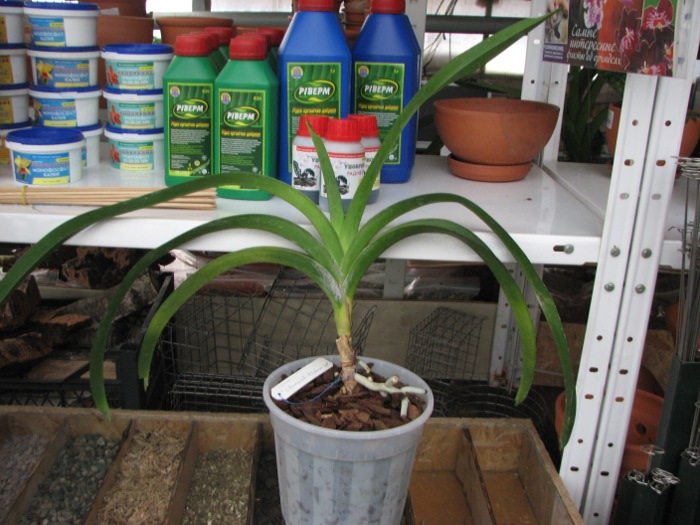 Vanda Vivan x Vanda Chavananonda x Ascocenda Suksamran Spot.JPG