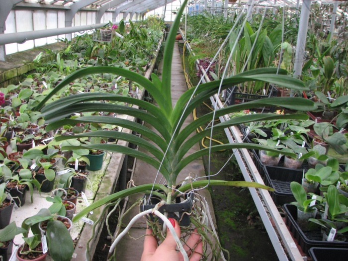 Vanda Patcharee Delight 'Red Spot'.JPG