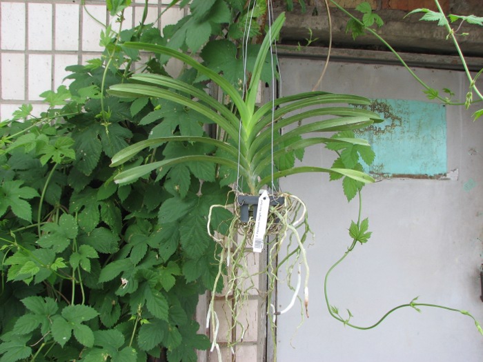 Vanda Patcharee Delight 'Red Spot'.JPG