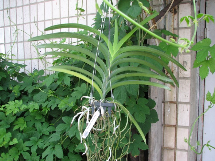 Vanda Pure's Wax Purplish Red.JPG
