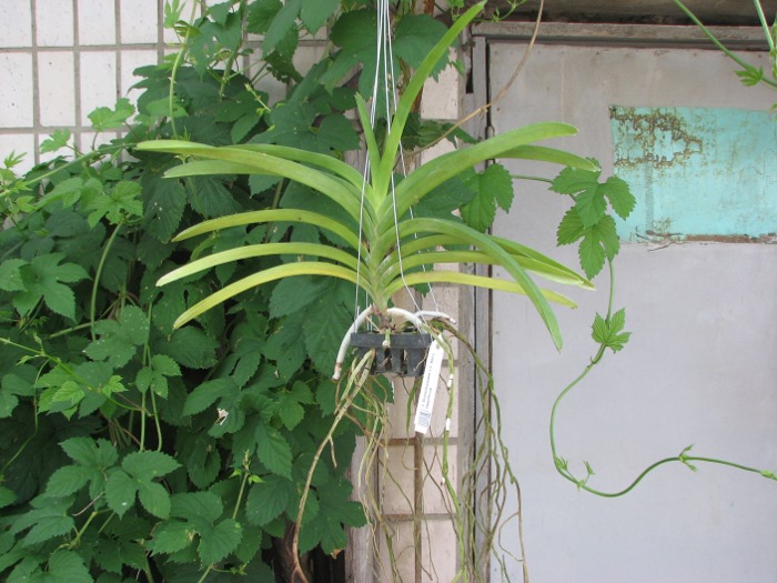 Vanda Boonchoosand x Vanda Bitz's Heartthrob.JPG