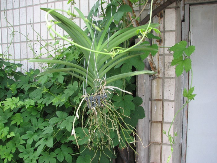 Vanda Somsri Pink x Vanda Golamcos Blue Magic.JPG