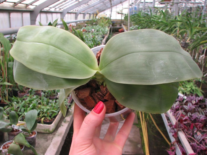 Phalaenopsis bellina.JPG