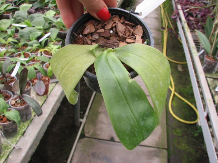 Phalaenopsis bellina .JPG