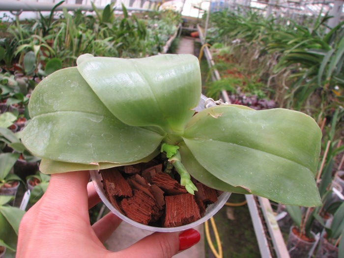 Phalaenopsis KS Happy Eagle 'LD' x Phalaenopsis bellina 'LD'.JPG