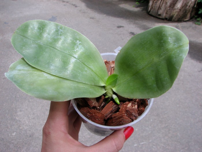 Phalaenopsis bellina 'blue'.JPG