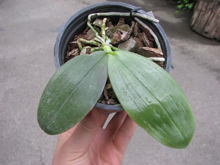 Phalaenopsis bellina (wild) x Phalaenopsis bellina (wild).JPG