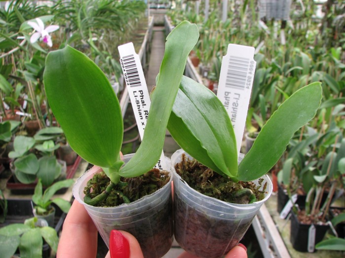 Phalaenopsis Red Jaguar (Phalaenopsis Hsu Li-Shian x Phalaenopsis gigantea).JPG