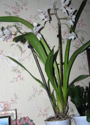 Вроде камбрия, фото не совсем хорошее получилось