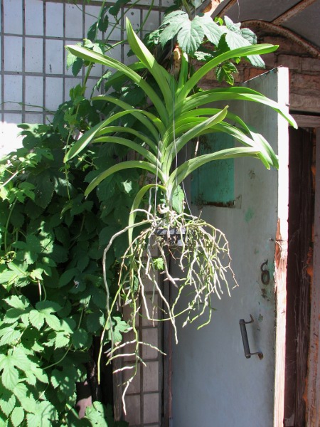 Vanda Pranermprai x Ascocenda Phairot x Ascocenda Varut Fushia.JPG