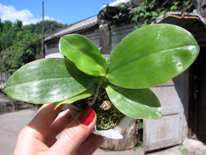 Phalaenopsis javanica.JPG