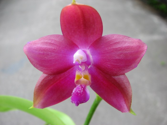 Phalaenopsis Jennifer Palermo x Phalaenopsis LD's Bear Queen.JPG