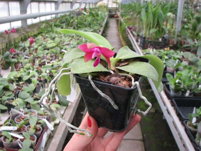 Phalaenopsis Jennifer Palermo x Phalaenopsis LD's Bear Queen .JPG