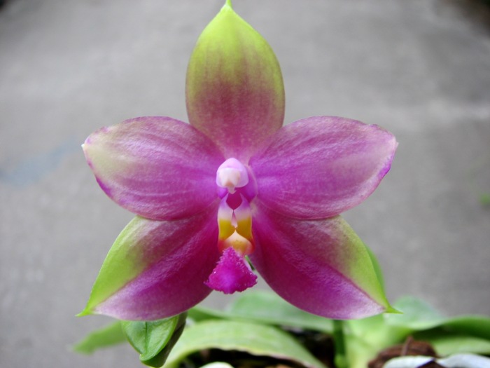 Phalaenopsis Jennifer Palermo (C1 type) x Phalaenopsis LD's Bear Queen.JPG