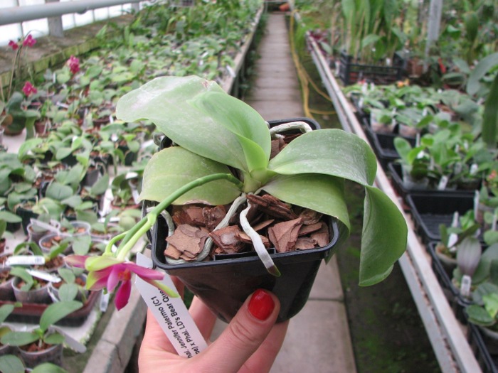 Phalaenopsis Jennifer Palermo (C1 type) x Phalaenopsis LD's Bear Queen .JPG