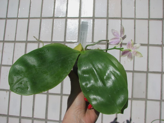 Phalaenopsis Yaphon Skype x (violacea alba x speciosa 'C -1').JPG