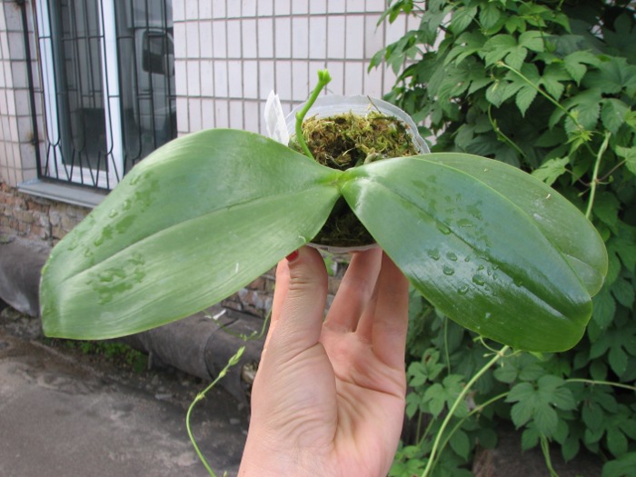 Phalaenopsis Chienlung Mosaics (Yaphon Sir x hieroglyphica).JPG