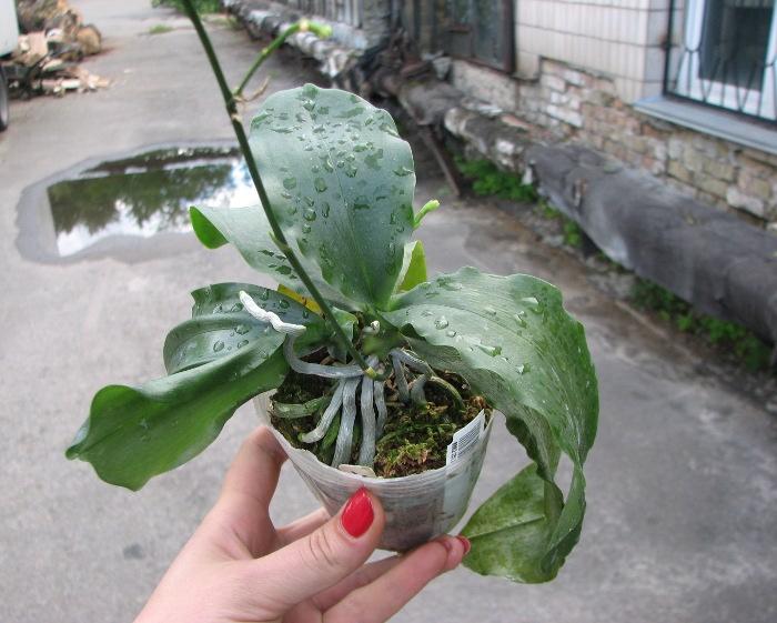 Kingidium deliciosum.JPG