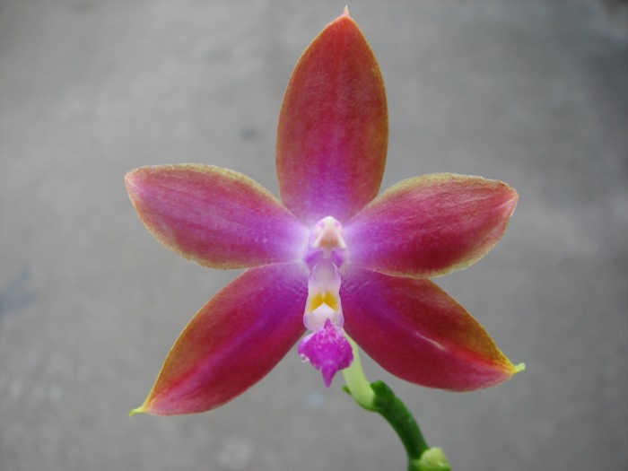 Phalaenopsis (speciosa 'c-1' x violacea) x Phalaenopsis LD's Bear Queen.JPG